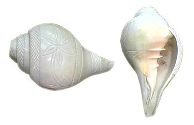 Shankh / Conch